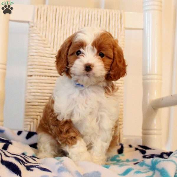 Victoria, Cavapoo Puppy