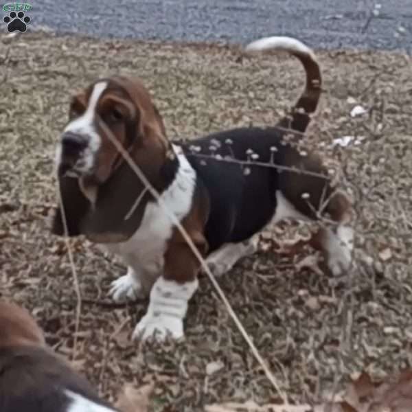 Missile, Basset Hound Puppy