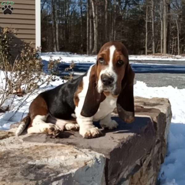 Marshall, Basset Hound Puppy