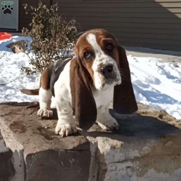 Chad, Basset Hound Puppy