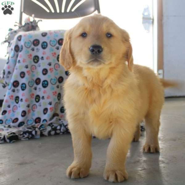 Vince, Golden Retriever Puppy