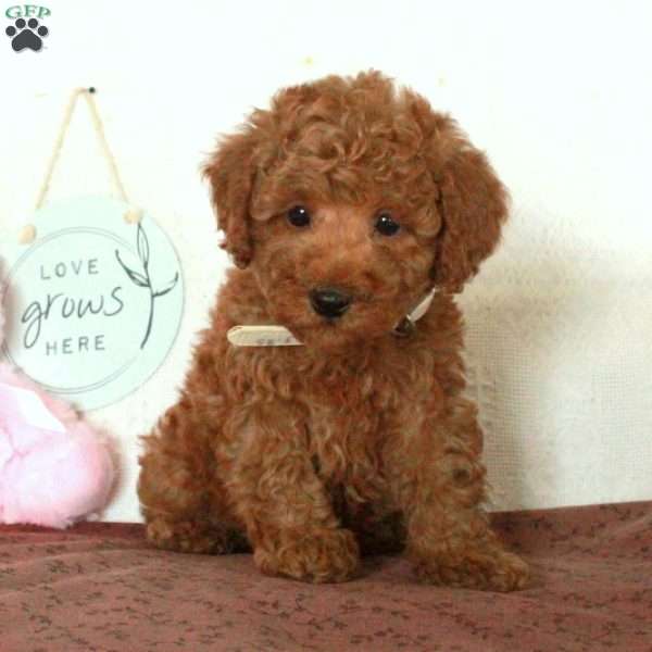 Vince, Miniature Poodle Puppy