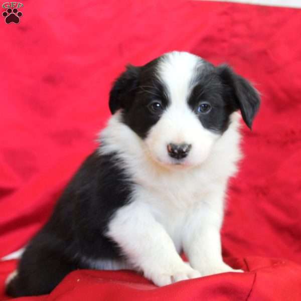 Viola, Border Collie Puppy