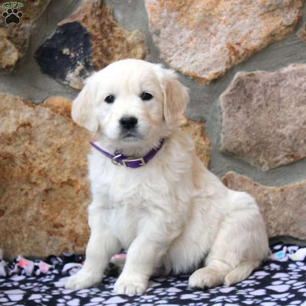 Violet, English Cream Golden Retriever Puppy