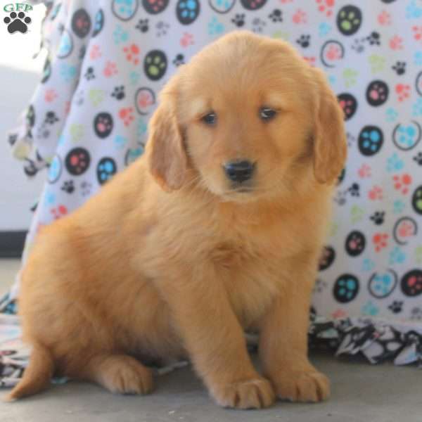 Violet, Golden Retriever Puppy