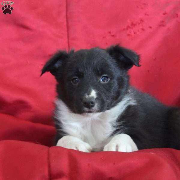 Violet, Border Collie Puppy