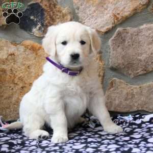 Violet, English Cream Golden Retriever Puppy