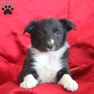 Violet, Border Collie Puppy