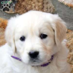 Violet, English Cream Golden Retriever Puppy