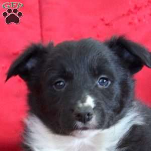 Violet, Border Collie Puppy