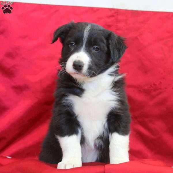 Virgil, Border Collie Puppy