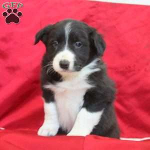 Virgil, Border Collie Puppy