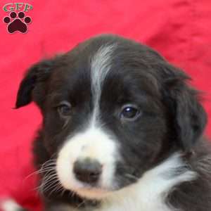 Virgil, Border Collie Puppy