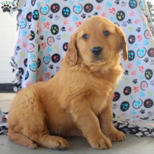 Vito, Golden Retriever Puppy