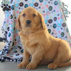 Vito, Golden Retriever Puppy