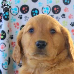 Vito, Golden Retriever Puppy