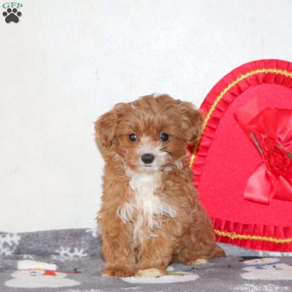 Vivian, Cavapoo Puppy