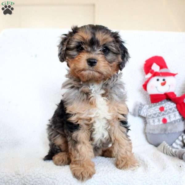 Vivian, Cavapoo Puppy