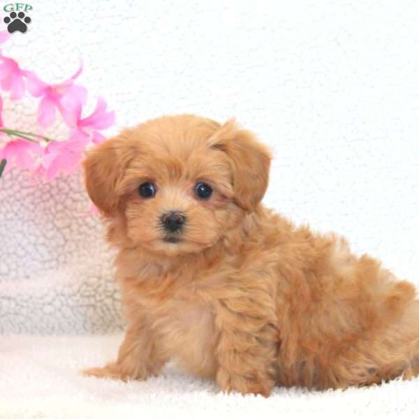 Wade, Maltipoo Puppy