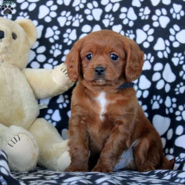 Wade, Cavapoo Puppy