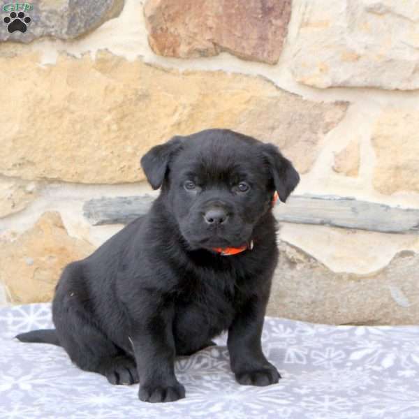 Wade, Rottweiler Mix Puppy