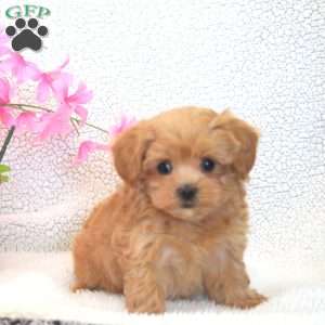 Wade, Maltipoo Puppy