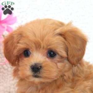 Wade, Maltipoo Puppy