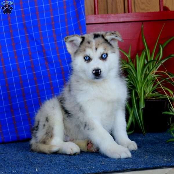 Waldo, Pomsky Puppy