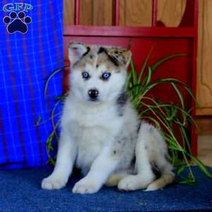 Waldo, Pomsky Puppy