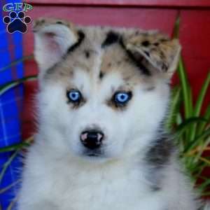 Waldo, Pomsky Puppy