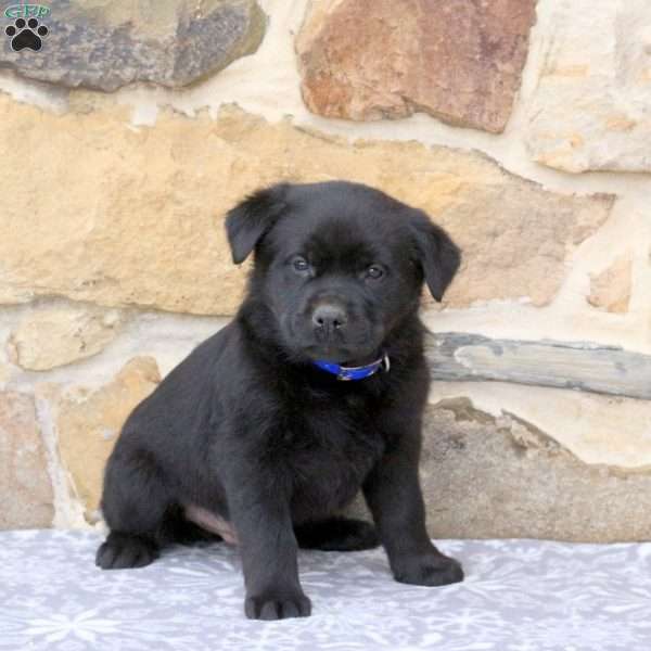 Walker, Rottweiler Mix Puppy