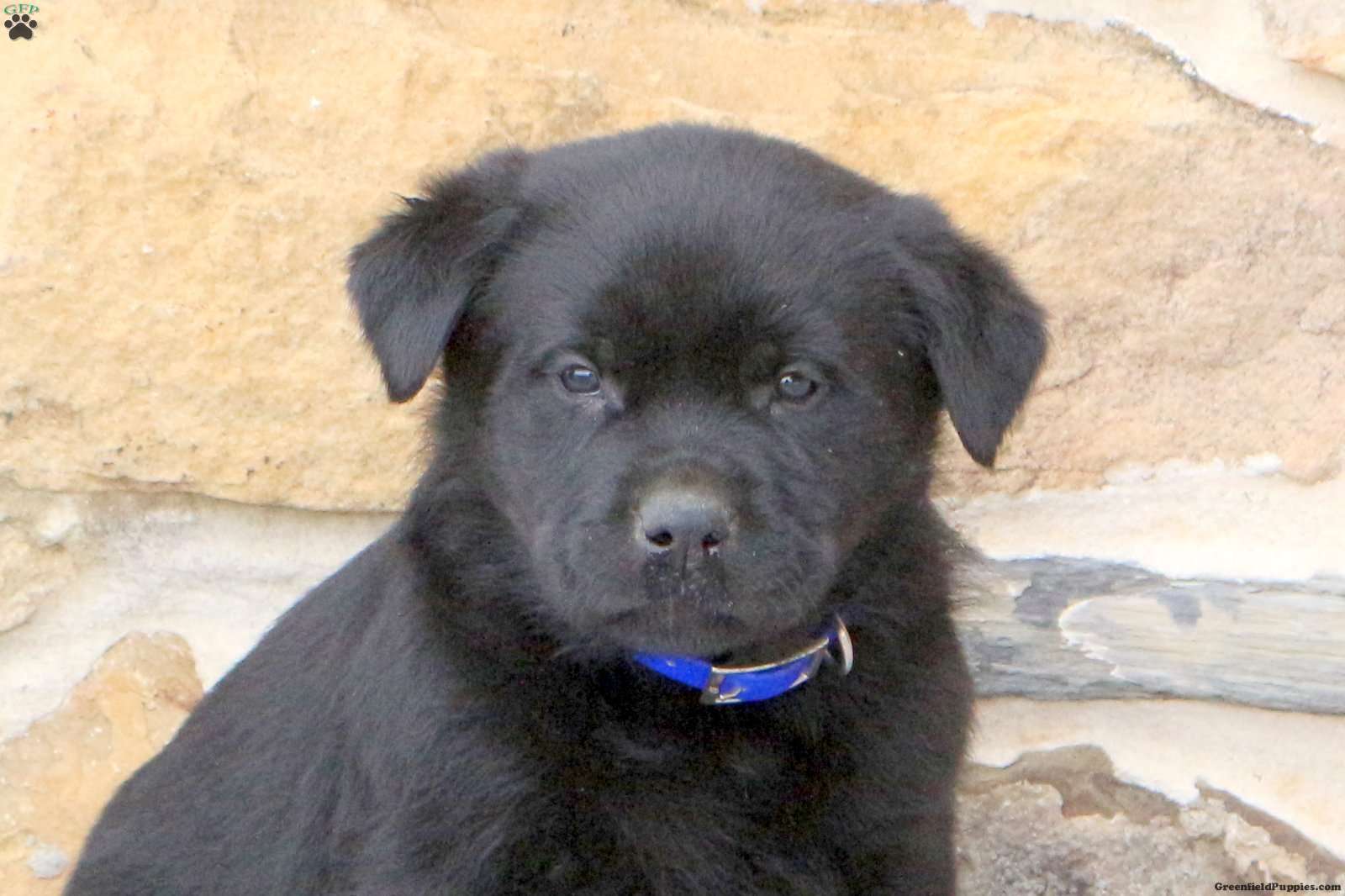 Walker - Rottweiler Mix Puppy For Sale in Pennsylvania