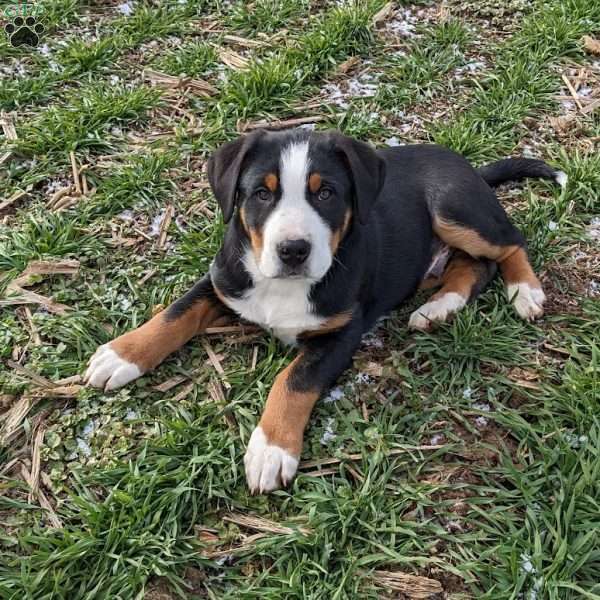 Walker, Greater Swiss Mountain Dog Puppy