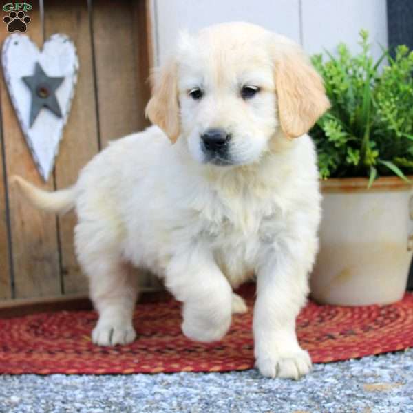 Wanda, English Cream Golden Retriever Puppy