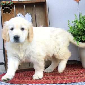 Wanda, English Cream Golden Retriever Puppy