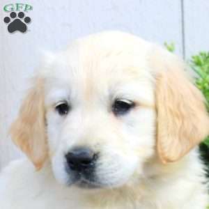 Wanda, English Cream Golden Retriever Puppy