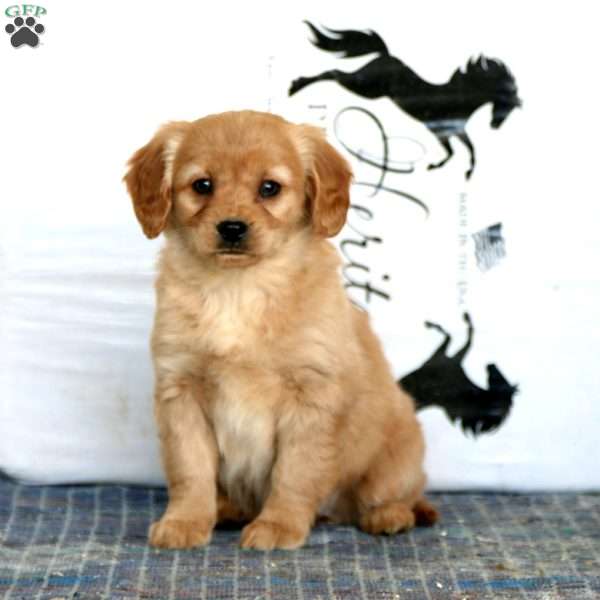 Wanda, Miniature Golden Retriever Puppy