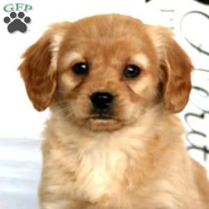 Wanda, Miniature Golden Retriever Puppy