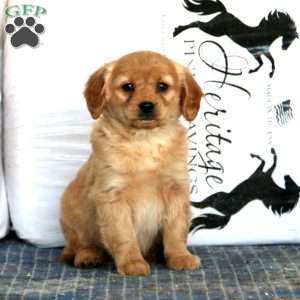 Wanda, Miniature Golden Retriever Puppy