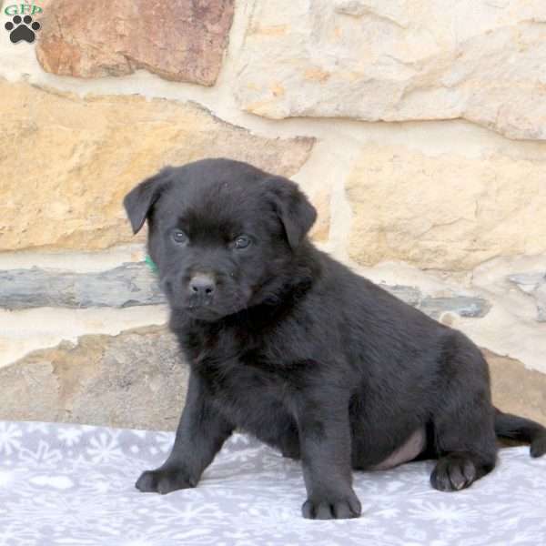 Warren, Rottweiler Mix Puppy