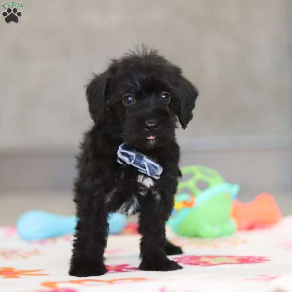 Watson, Schnoodle Puppy