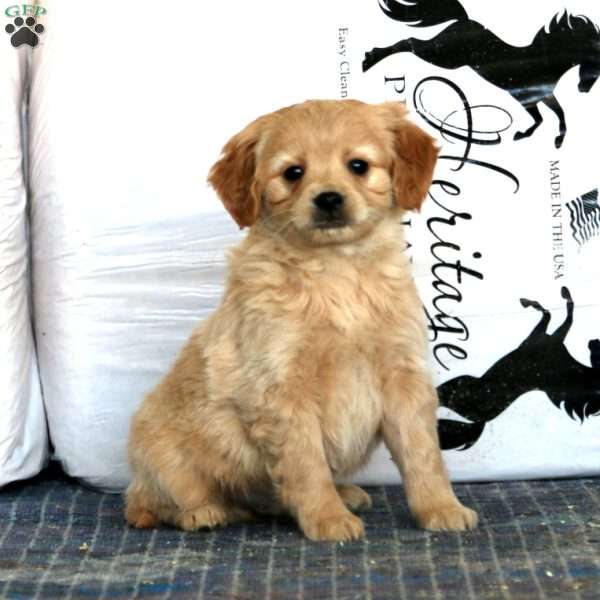 Watson, Miniature Golden Retriever Puppy