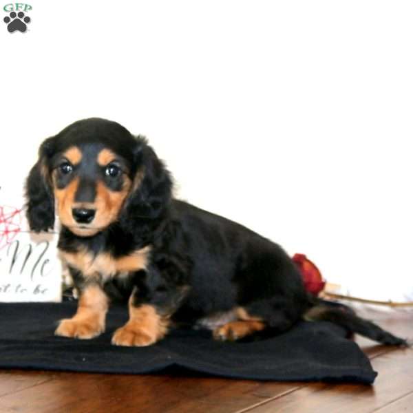 Watson, Dachshund Puppy