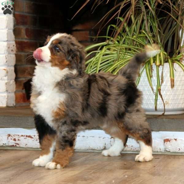 Watson, Bernedoodle Puppy