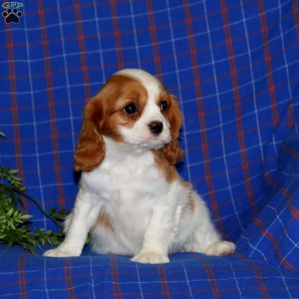 Watson, Cavalier King Charles Spaniel Puppy