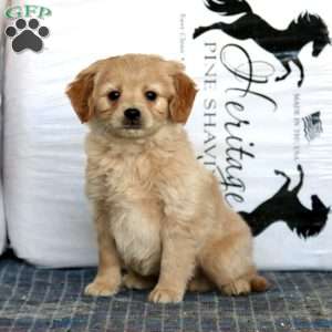 Watson, Miniature Golden Retriever Puppy