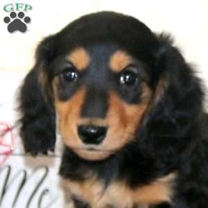 Watson, Dachshund Puppy