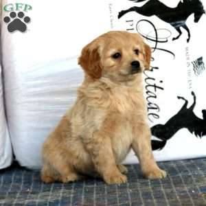 Watson, Miniature Golden Retriever Puppy