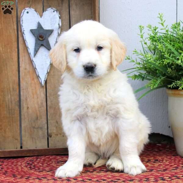 Wayne, English Cream Golden Retriever Puppy