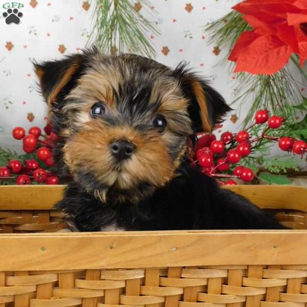 Wendy, Yorkie Poo Puppy